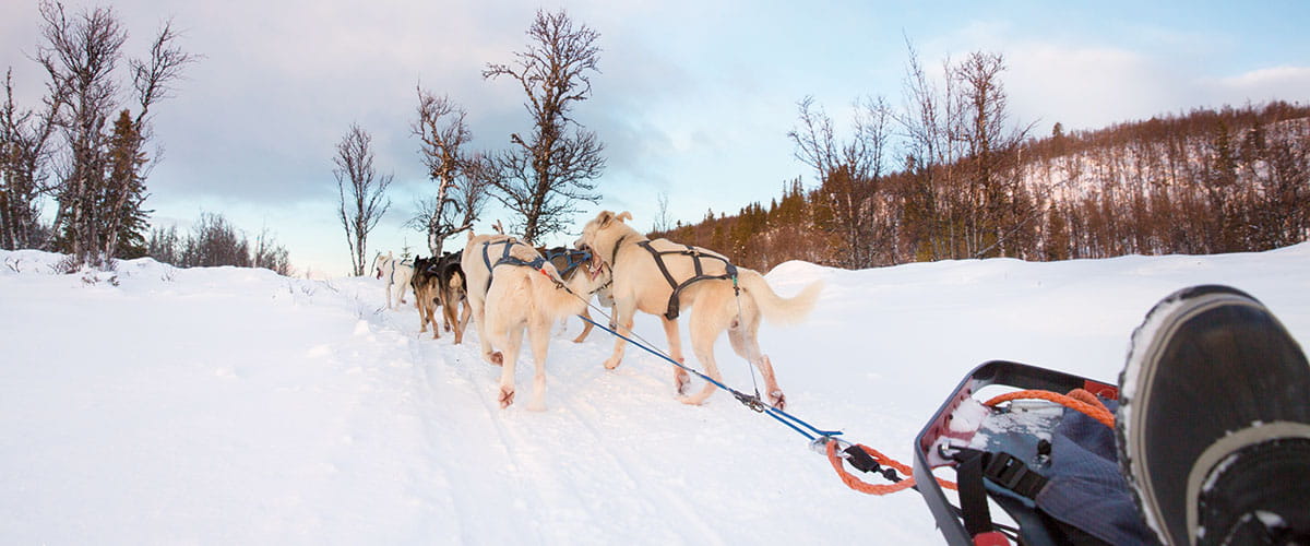 A view from a dogsled